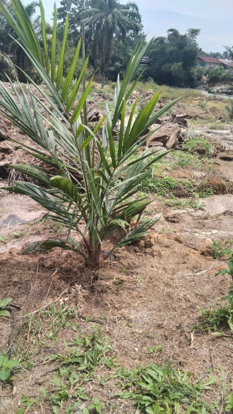 Proyek Replanting Kelapa Sawit Afdeling I Kebun Marihat Diduga Tidak Sesuai Ketentuan Pola Tanam