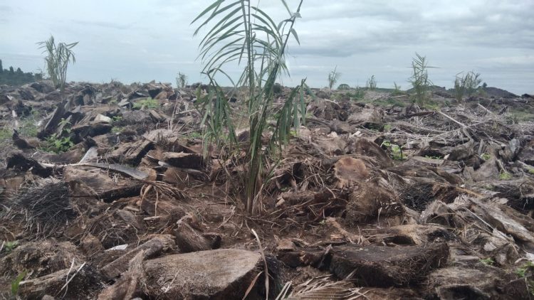 Proyek Peremajaan Sawit Afdeling V Kebun Marihat Amburadul. Pohon Sawit Baru Dikelilingi Sisa Chippingan